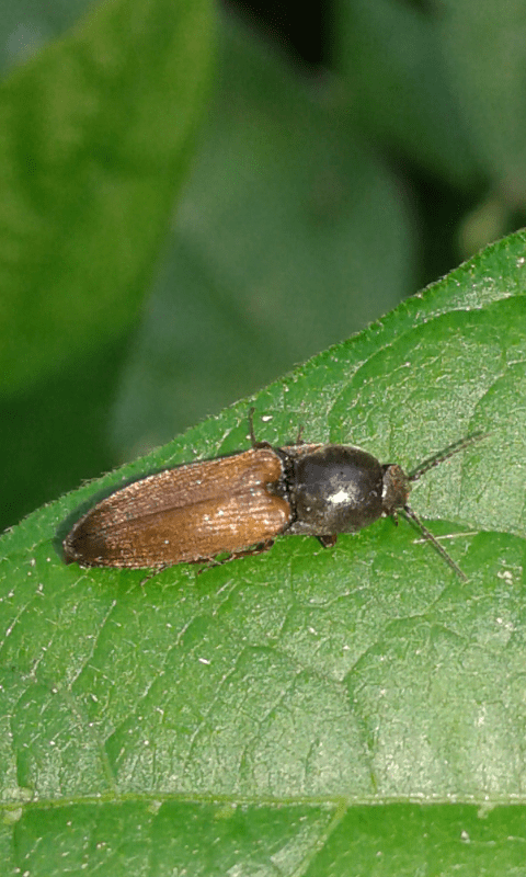 Elateridae; Agriotes sp.? Sì. Agriotes ustulatus